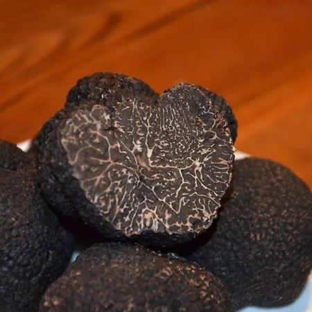 Leones - Adults Only