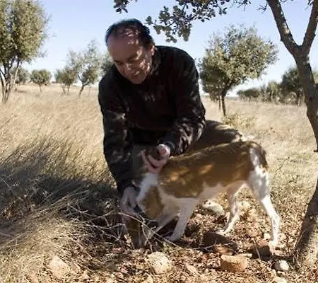 Leones - Adults Only 2*