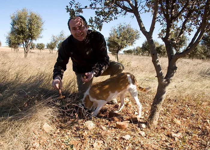 Los Leones Rubielos De Mora