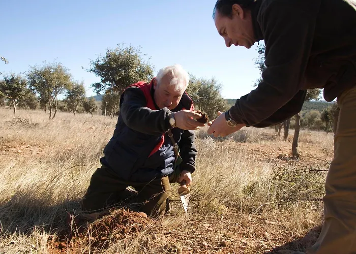 Los Leones Rubielos De Mora