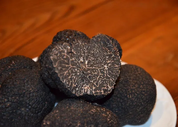 Leones - Adults Only 2*